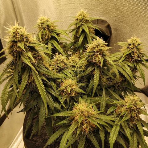 AutoEuforia growlog timeline photo