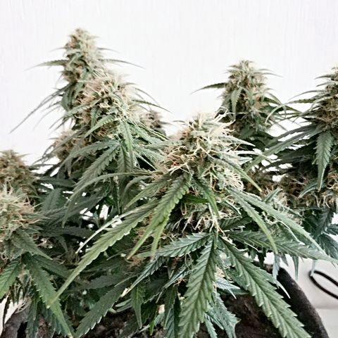 AutoEuforia growlog timeline photo