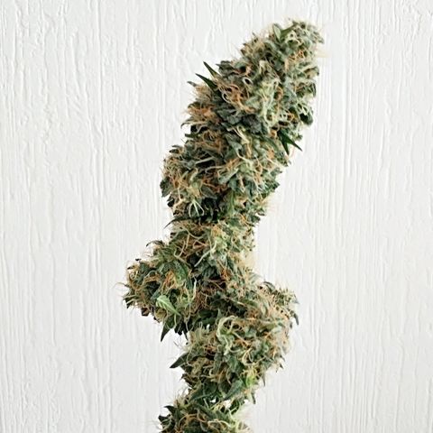 AutoEuforia growlog timeline photo