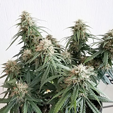 AutoEuforia growlog timeline photo