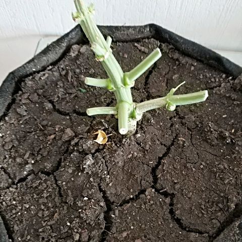 AutoEuforia growlog timeline photo