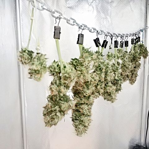 AutoEuforia growlog timeline photo