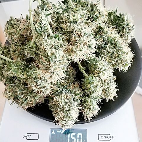 AutoEuforia growlog timeline photo