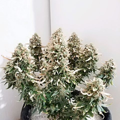 AutoEuforia growlog timeline photo