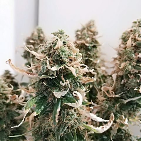 AutoEuforia growlog timeline photo