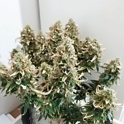 AutoEuforia growlog timeline photo