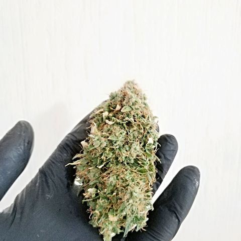 AutoEuforia growlog timeline photo