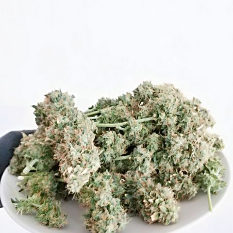 AutoEuforia growlog timeline photo