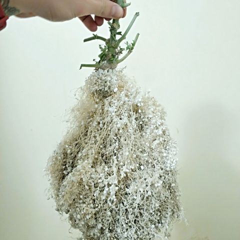 AutoEuforia growlog timeline photo