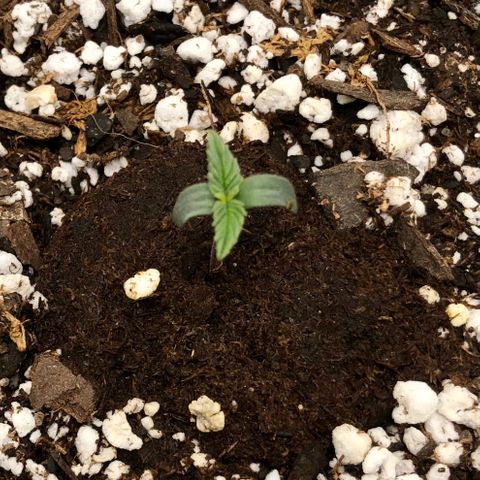 Critical Auto growlog timeline photo