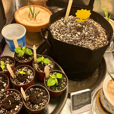 Critical Auto growlog photo: Added cup of water to control humidity.
