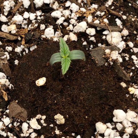 Critical Auto growlog timeline photo