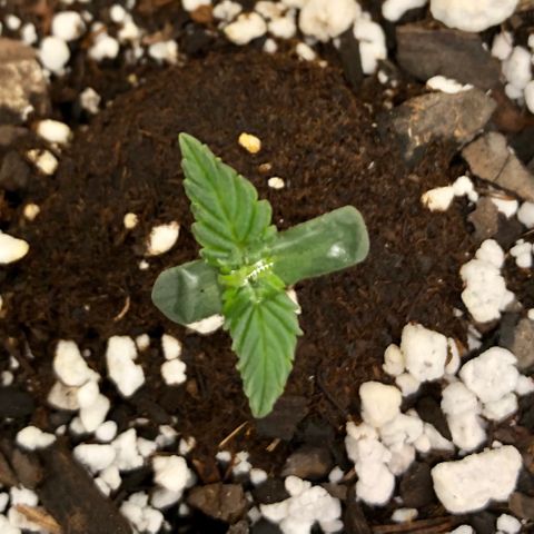 Critical Auto growlog timeline photo