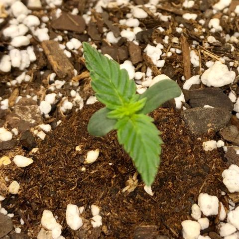 Critical Auto growlog timeline photo