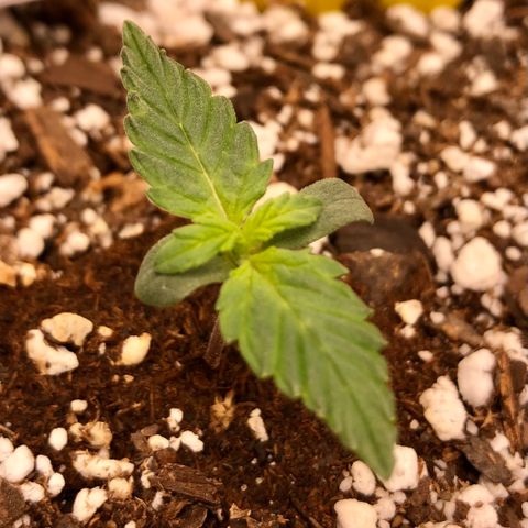 Critical Auto growlog timeline photo