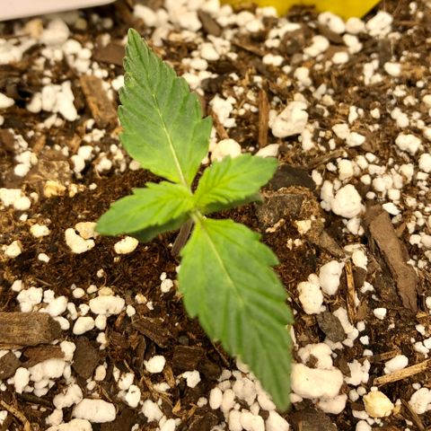 Critical Auto growlog timeline photo