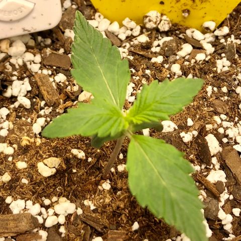 Critical Auto growlog timeline photo