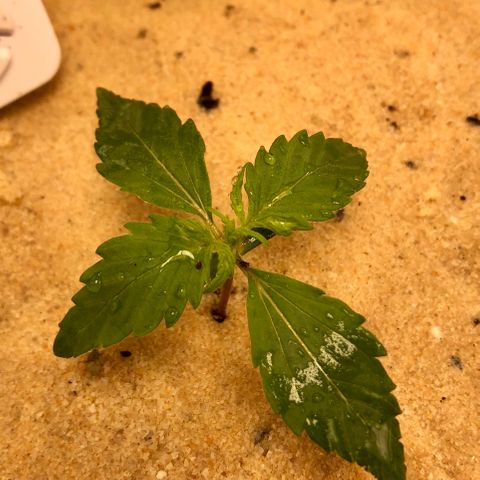 Critical Auto growlog timeline photo