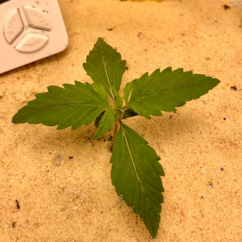 Critical Auto growlog timeline photo