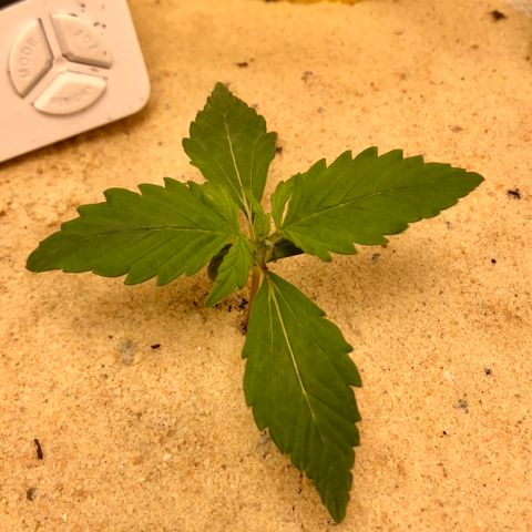 Critical Auto growlog timeline photo