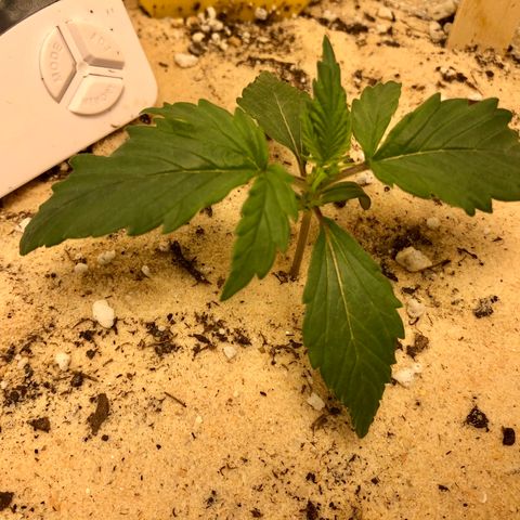Critical Auto growlog timeline photo