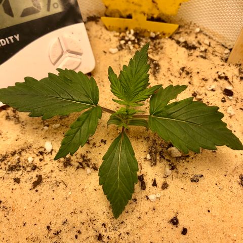 Critical Auto growlog timeline photo