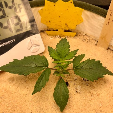 Critical Auto growlog timeline photo