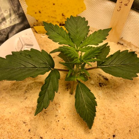 Critical Auto growlog timeline photo