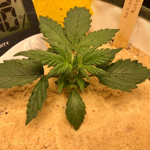 Critical Auto growlog timeline photo