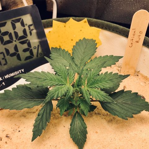 Critical Auto growlog timeline photo