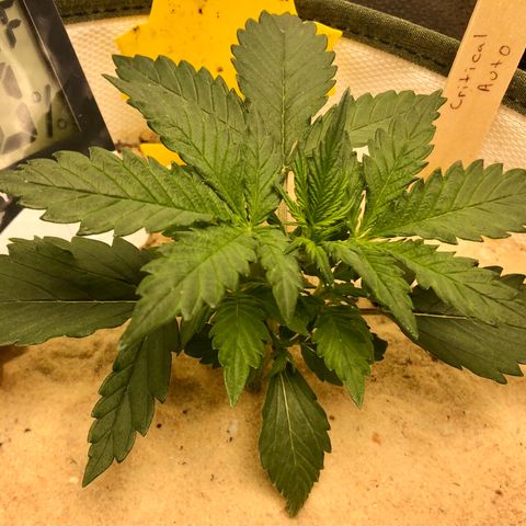Critical Auto growlog timeline photo
