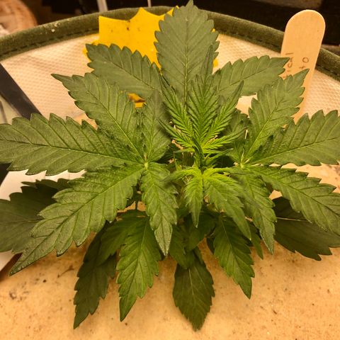Critical Auto growlog timeline photo