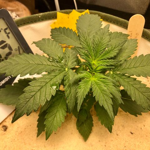 Critical Auto growlog timeline photo
