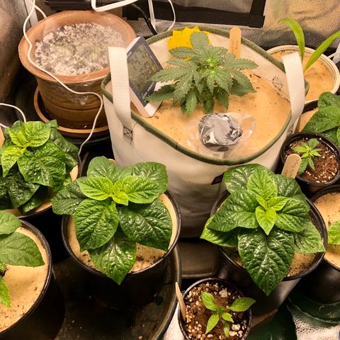 Critical Auto growlog timeline photo
