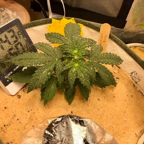 Critical Auto growlog timeline photo