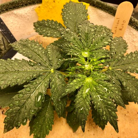 Critical Auto growlog timeline photo