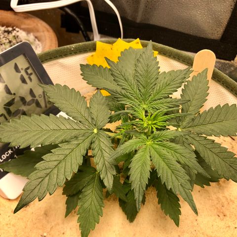 Critical Auto growlog timeline photo