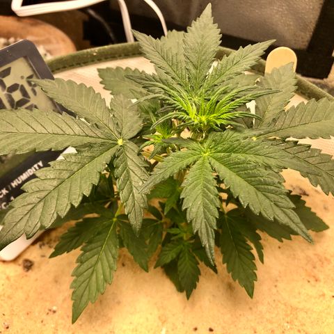 Critical Auto growlog timeline photo