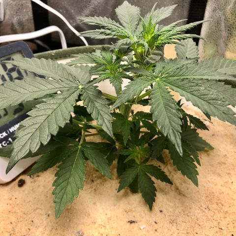Critical Auto growlog timeline photo