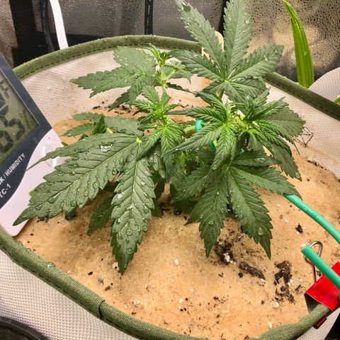 Critical Auto growlog timeline photo