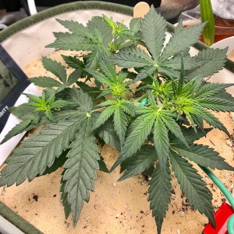 Critical Auto growlog timeline photo