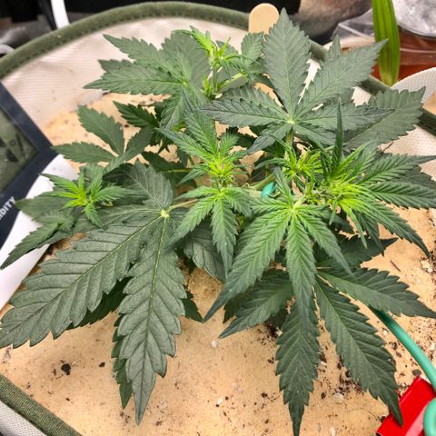 Critical Auto growlog timeline photo