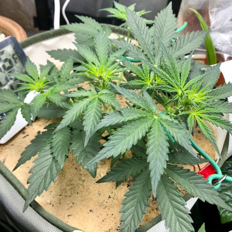 Critical Auto growlog timeline photo