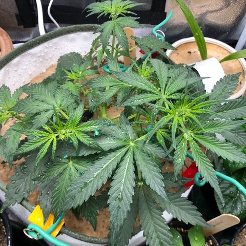 Critical Auto growlog timeline photo