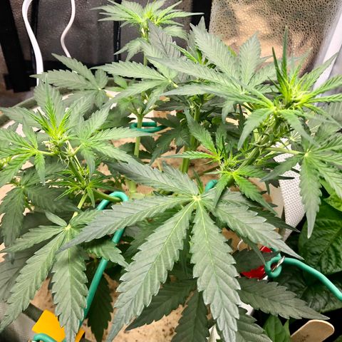 Critical Auto growlog timeline photo