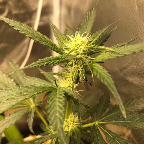 Critical Auto growlog timeline photo