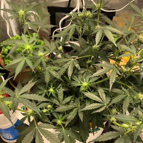 Critical Auto growlog timeline photo