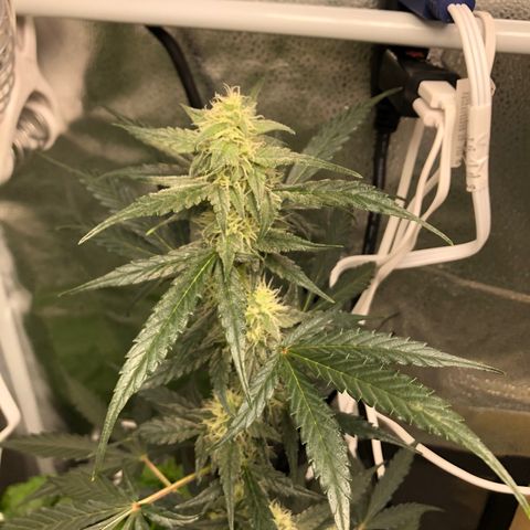 Critical Auto growlog timeline photo