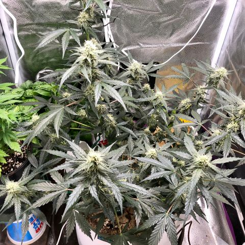 Critical Auto growlog timeline photo