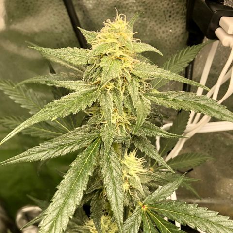 Critical Auto growlog timeline photo